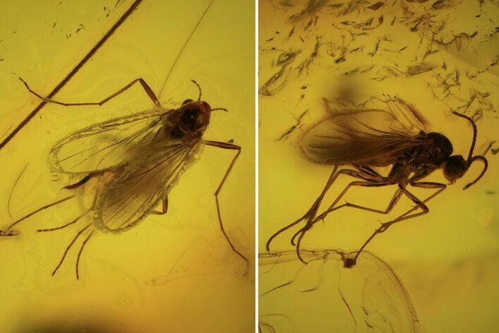 Two Fossil Flies (Diptera) In Baltic Amber #84574